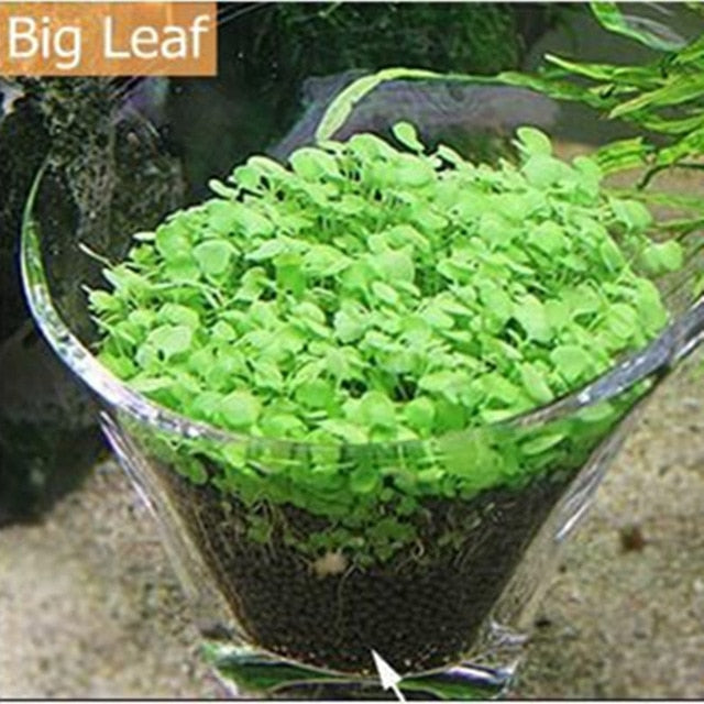 seeds for aquatic plants 10g/bag Aquarium Grass Seeds Fish Tank Indoor Aquatic Water Plants Dec – Petshop