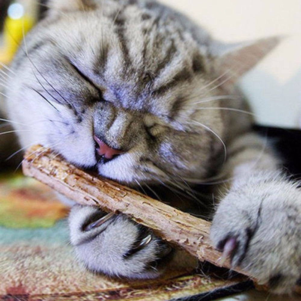 5Pcs/lot Cat Cleaning Teeth Pure Natural Catnip Pet Cat
