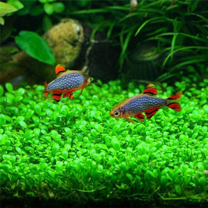 aquatic plant seeds for sale 10g/bag Aquarium Grass Seeds Fish Tank Indoor Aquatic Water Plants Dec – Petshop