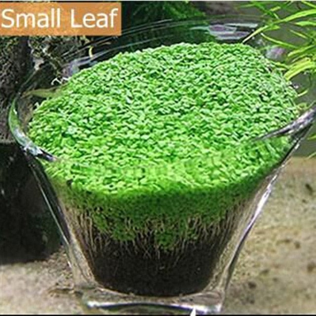 seeds for water garden 10g/bag Aquarium Grass Seeds Fish Tank Indoor Aquatic Water Plants Dec – Petshop