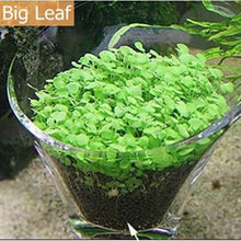 Load image into Gallery viewer, 10g/bag Aquarium Grass Seeds Fish Tank Indoor Aquatic Water Plants Decor Rock Lawn Garden Foreground Planting Landscape Ornament
